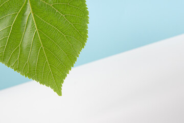 Green leaf of linden with veins on a white-blue background. Simple beautiful background for different uses. Environmentally friendly, fresh. Close-up. Cold shades. Diagonal, airiness.