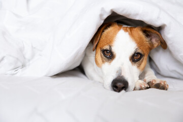 A beautiful dog, Jack Russell Terrier, lies on a bed under a blanket on his stomach, stretches his legs forward, looks at the camera. Thoroughbred animal. Brown eyes, black nose. Dog Day. Pets Day.