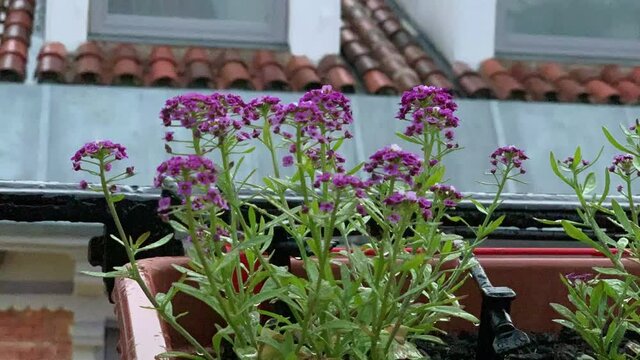 Violet Lobularia maritima flowers, known as Alyssum maritimum, sweet alyssum or sweet alison