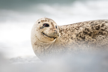 The harbor seal (Phoca vitulina) in Helgoland, Germany