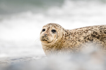 The harbor seal (Phoca vitulina) in Helgoland, Germany