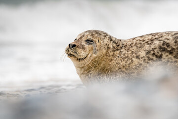 Obraz premium The harbor seal (Phoca vitulina) in Helgoland, Germany