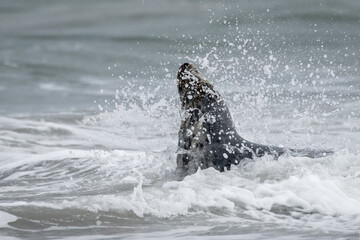 Obraz premium The harbor seal (Phoca vitulina) in Helgoland, Germany