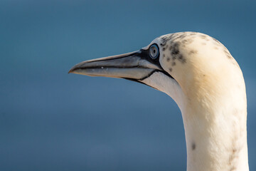 Lovely detail picture of the Northern gannets on the german Helgoland island in Nord sea