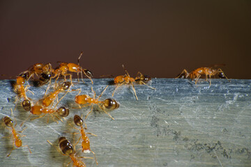 Group of pharaoh ants roaming around for food