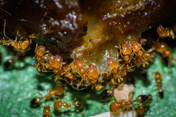 Group of pharaoh ants roaming around for food