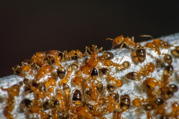 Group of pharaoh ants roaming around for food
