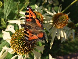 Monarch butterfly on white echinacea flower