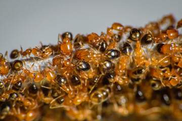Group of pharaoh ants roaming around for food