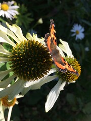 Monarch butterfly on white echinacea flower