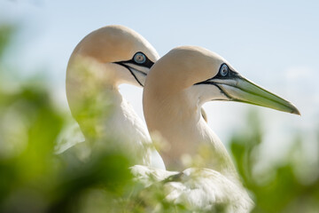 Lovely detail picture of the Northern gannets on the german Helgoland island in Nord sea
