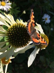 Monarch butterfly on white echinacea flower