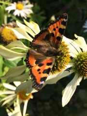 Monarch butterfly on white echinacea flower