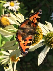 Monarch butterfly on white echinacea flower