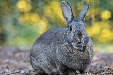 Small gray and white domestic house rabbit looking straight mouth open in the garden as sun sets and shines through the trees