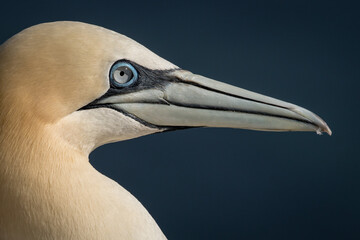 Lovely detail picture of the Northern gannets on the german Helgoland island in Nord sea