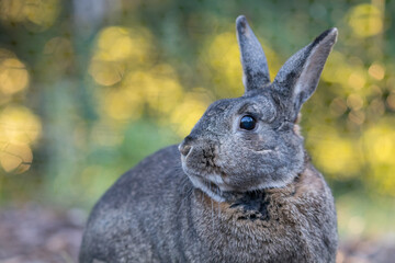 Small gray and white domestic house rabbit in the garden head turned as sun sets and shines through the trees