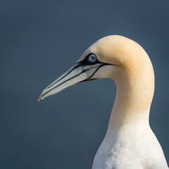 Lovely detail picture of the Northern gannets on the german Helgoland island in Nord sea