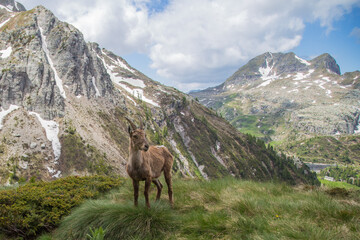 the ibex of the Bergamo Alps