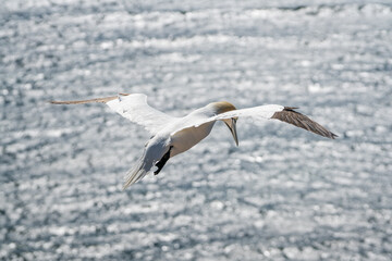 Lovely detail picture of the Northern gannets on the german Helgoland island in Nord sea