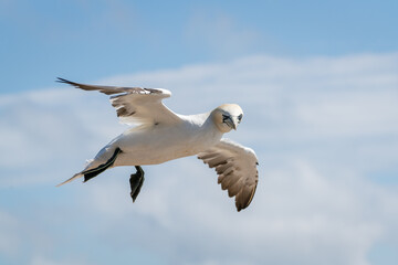 Lovely detail picture of the Northern gannets on the german Helgoland island in Nord sea