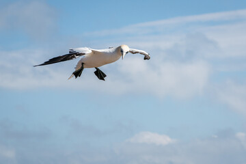 Lovely detail picture of the Northern gannets on the german Helgoland island in Nord sea
