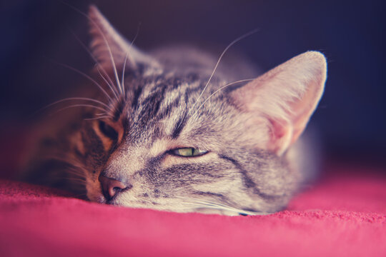 Portrait of a grey cat falling sleep on the sofa, close-up. Face of a male cat lying on the red bed, copy space