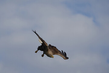 White tailed Eagle Catching eel Raptor Lake Hunting Dive