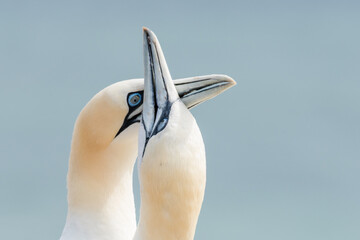 Lovely detail picture of the Northern gannets on the german Helgoland island in Nord sea
