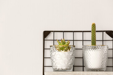 Shelf with green houseplants on wall