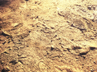 Ground surface texture close up on the summer sunny day