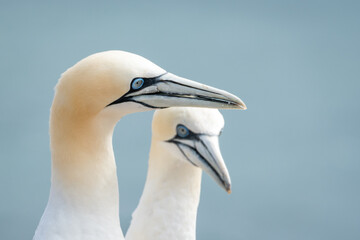 Lovely detail picture of the Northern gannets on the german Helgoland island in Nord sea
