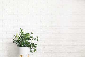 Green houseplant near white brick wall