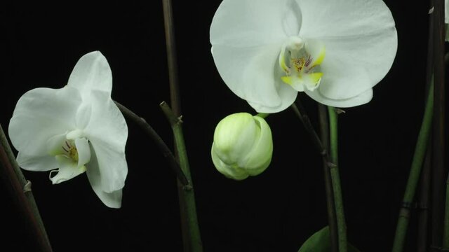 Beautiful white orchid flower opening and blooming time lapse with petals opening on black brackground