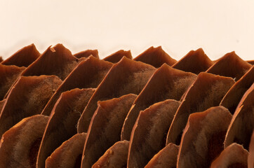 Fototapeta premium close up of a pine cone