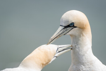 Lovely detail picture of the Northern gannets on the german Helgoland island in Nord sea