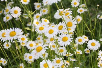 Fototapeta stokrotki rumianki białe kwiaty łaka kwitnienie natura obraz