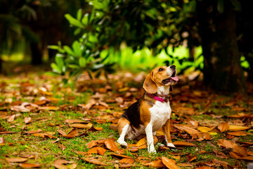 a Beagle puppy in a pink collar, sitting on yellow leaves in the Park