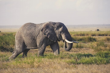 Naklejka na ściany i meble Elephant in Amboseli National Park, kenya, Africa