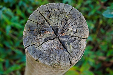 Cut tree trunk at the tropical rain forest