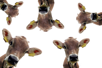 Weißer Hintergrund mit Köpfen von einem jungen hübschen Braunvieh. Collage mit einem Kuhkopf