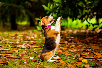 a Beagle puppy in a pink collar, sitting on two hind legs