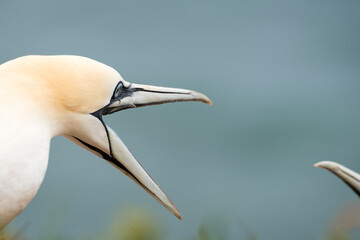 Lovely detail picture of the Northern gannets on the german Helgoland island in Nord sea