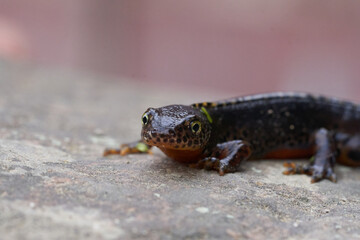 Alpine newt Ichthyosaura alpestris Amphibian Orange Belly