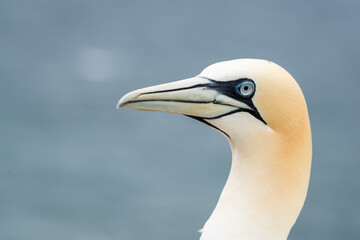 Lovely detail picture of the Northern gannets on the german Helgoland island in Nord sea
