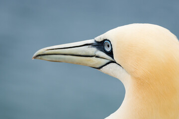 Lovely detail picture of the Northern gannets on the german Helgoland island in Nord sea