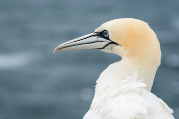 Lovely detail picture of the Northern gannets on the german Helgoland island in Nord sea