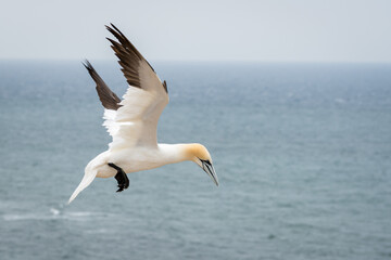 Fototapeta na wymiar Lovely detail picture of the Northern gannets on the german Helgoland island in Nord sea