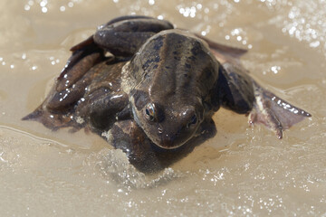  Bufo Bufo in mountain lake with beautiful reflection of eyes Spring Awakening Mating Ice