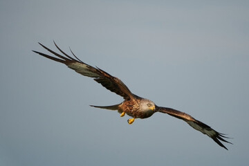 Red kite Portrait Milvus Milvus Fishing Lake